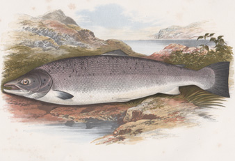 Salmon (Male)